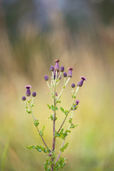 Canadian Thistle wild flower