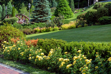 A flower bed with yellow roses in the garden with a hedge and landscaped green plants in the background.