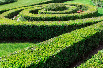 boxwood hedge with trimmed bushes planted in a spiral pattern.