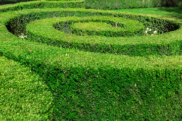 hedge maze of trimmed shaped bushes in the form of a spiral.