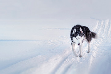 Siberian husky dog with blue eyes runs along the winter road covered with snow.