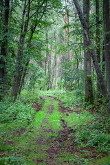 Obraz premium Path in Forest