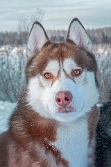 Portrait of Brown Siberian husky on a winter walk.
