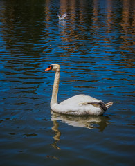 Palace of Fine Arts Pond