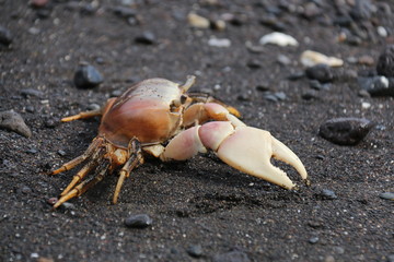 Le Pakiéi de Nuku Hiva (crabe-îles Marquise)