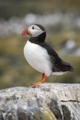 Profile of an Atlantic Puffin Standing on a Rock