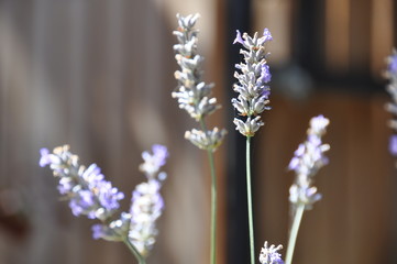 Lavender III