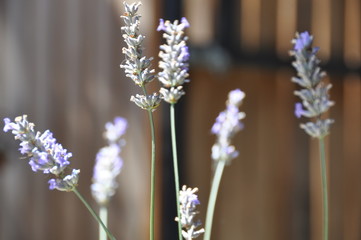 Lavender I