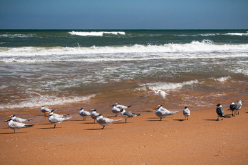 Terns on the beach  by water's edge with crashing surf
