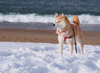 雪の海岸の柴犬
