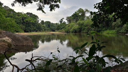 Paisagem verde do rio
