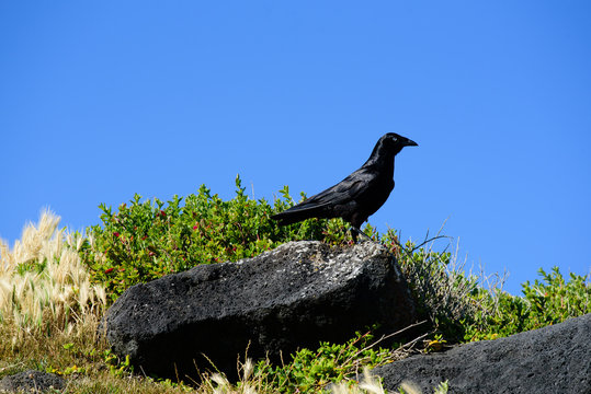 A black bird, the Australian Raven, Corvus coronoides,  perched on rock ready for take off with blue sky background, Port Fairy Victoria Australia 
