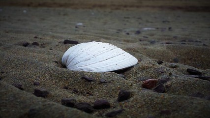 Sea shell