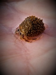 Hermit crab
