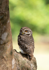 Bird, Spotted owlet, Athene brama
