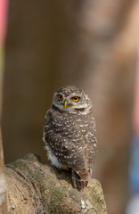 Bird, Spotted owlet, Athene brama