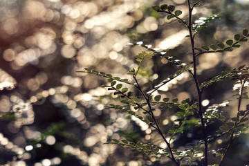                     Grass in back light, bokeh background          