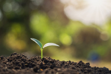 young plant growing in morning light