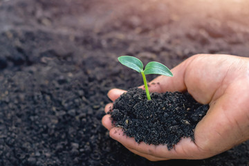 hand holding small tree for planting in garden