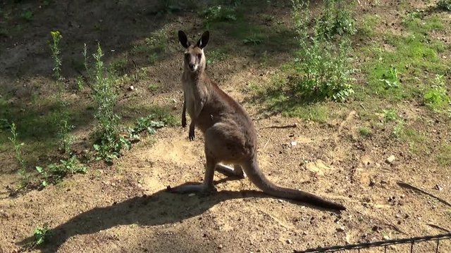 curious kangaroo stares at the camera