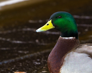 Mallard Duck