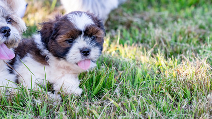 Cachorros brincando