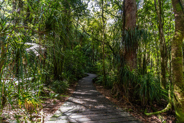 Path through the Waipoua Kauri Forest on New Zealand