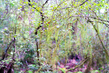 New Zealand native bush