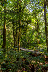 Obraz premium Path through the Waipoua Kauri Forest on New Zealand