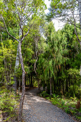 Path through the Waipoua Kauri Forest on New Zealand
