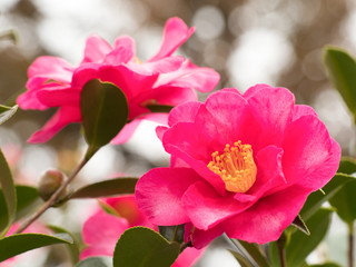 Obraz premium サザンカの花