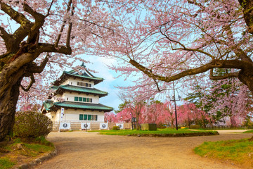 Fototapeta premium Pełny kwiat Sakura - Czereśniowy okwitnięcie przy Hirosaki kasztelem w Hirosaki parku, Japonia