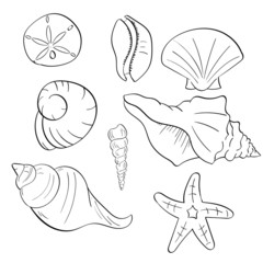 Line art of Various Seashells