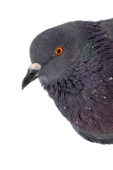 Bird portrait isolated on white background. Dove covered snow close up