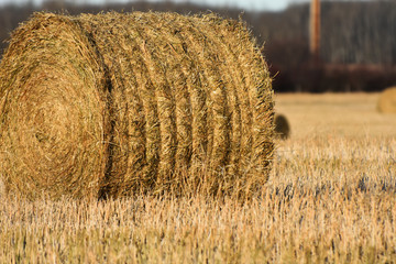 Round Hay Bale