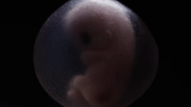 Human fetus in embryo on a black background lit dynamically