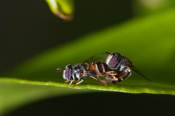hoverflies mating on green leaf