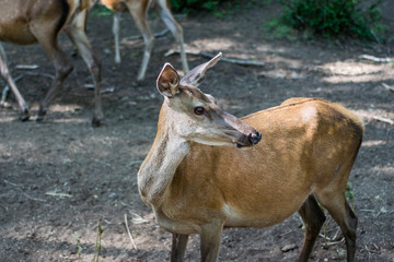 Deer in the forest