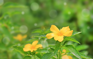 Yellow Flower with rain drop and bokeh, Crossandra, Barleria strigosa Willd.