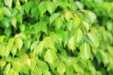 Fresh green tree leaf on blurred background in the summer garden