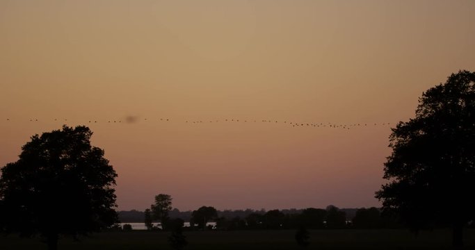 common cranes in germany - vorpommern