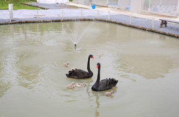 Group of Swans floating in pond.