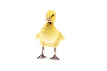 Yellow ducklings standing on a white background.