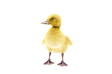 Yellow ducklings standing on a white background.
