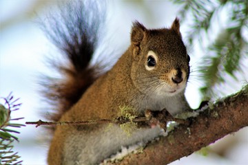 Squirrel 