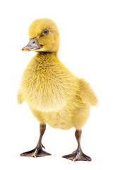 Yellow ducklings standing on a white background.