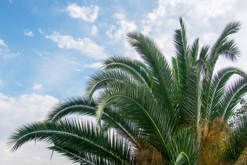 Fototapeta na wymiar southern green palm tree with beautiful leaves on blue sky background with clouds