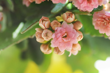 Kalanchoe blossfeldiana Poelln