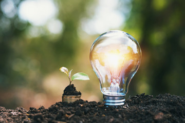 light bulb on soil with young plant growing on money stack. saving finance and energy concept