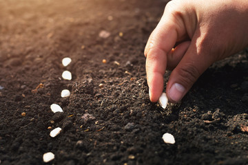 hand planting pumpkin seed in the vegetable garden and light warm. agriculture concept